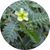 Tribulus Terrestris